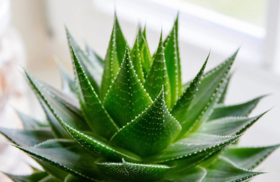 Aloe for penis enlargement