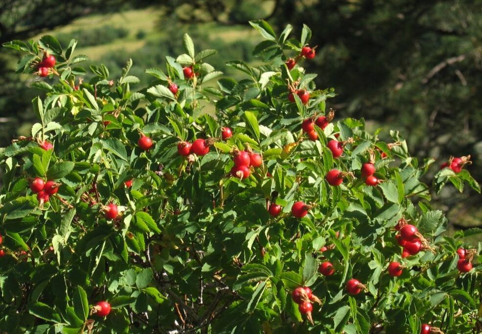 Rosehip for penis enlargement