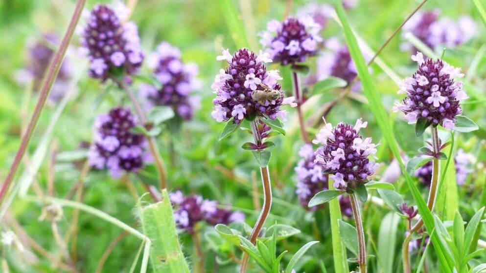 Thyme herb for penis enlargement